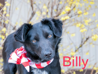 Billy 1