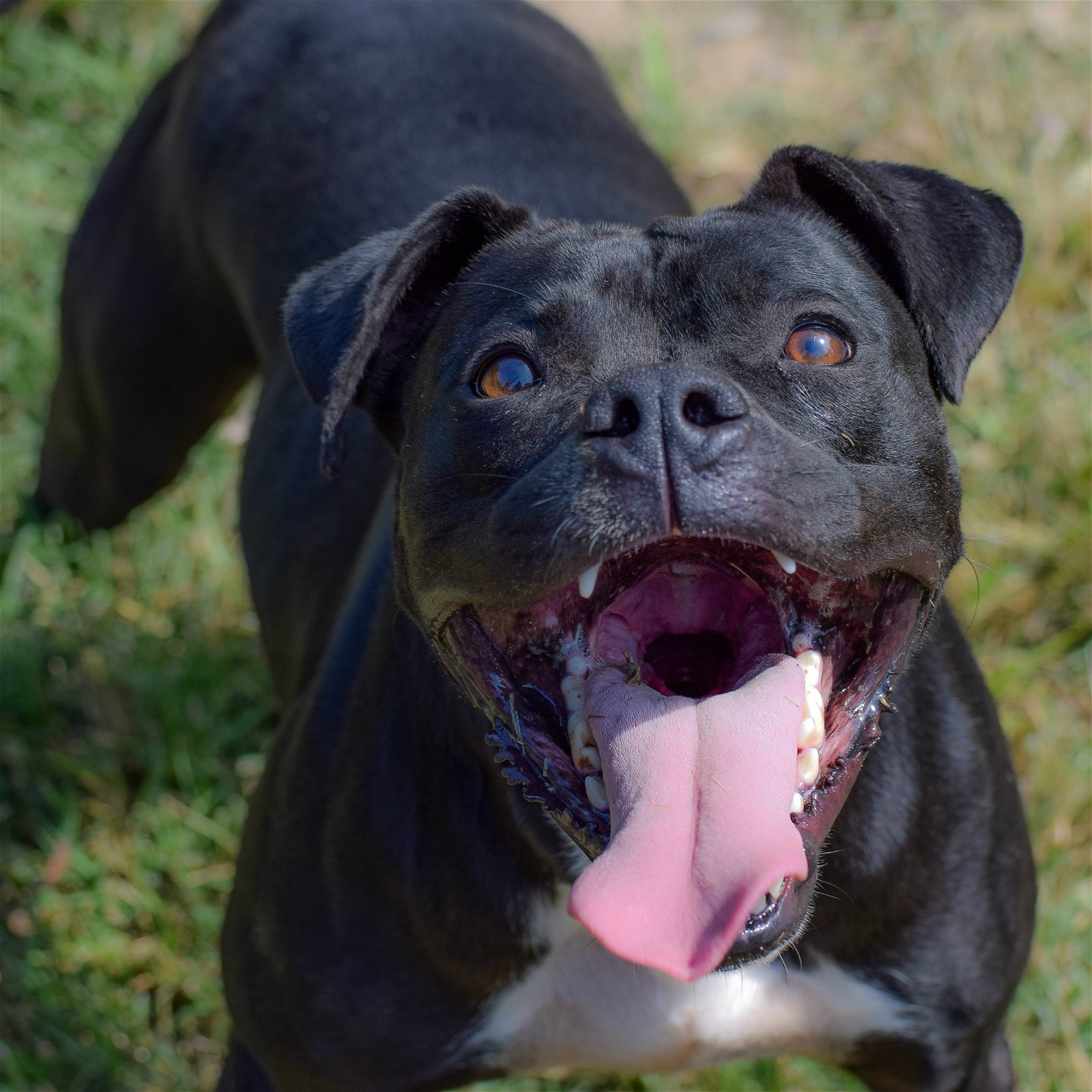 Kali, an adoptable Pit Bull Terrier in Dallas, GA, 30132 | Photo Image 1