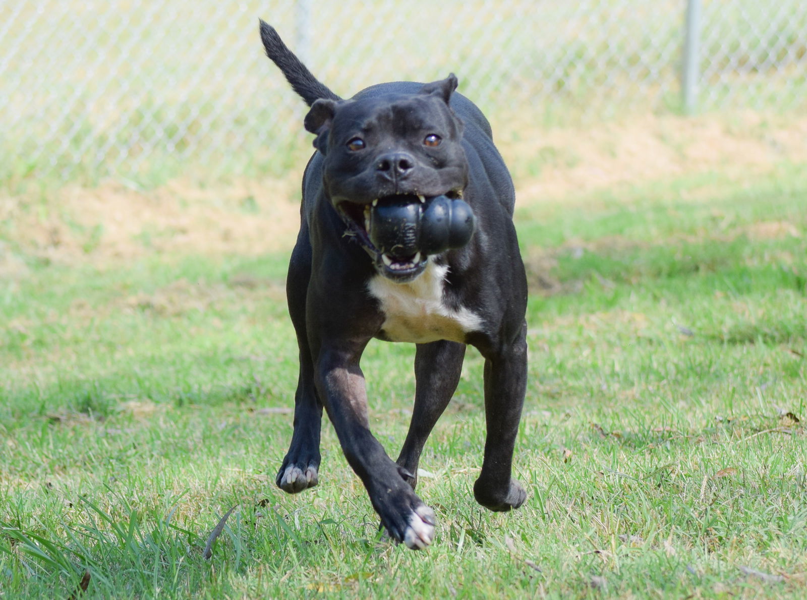 Kali, an adoptable Pit Bull Terrier in Dallas, GA, 30132 | Photo Image 2