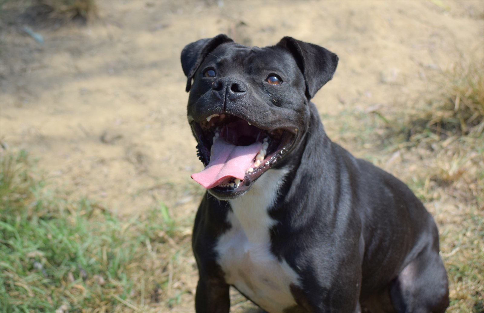 Kali, an adoptable Pit Bull Terrier in Dallas, GA, 30132 | Photo Image 3