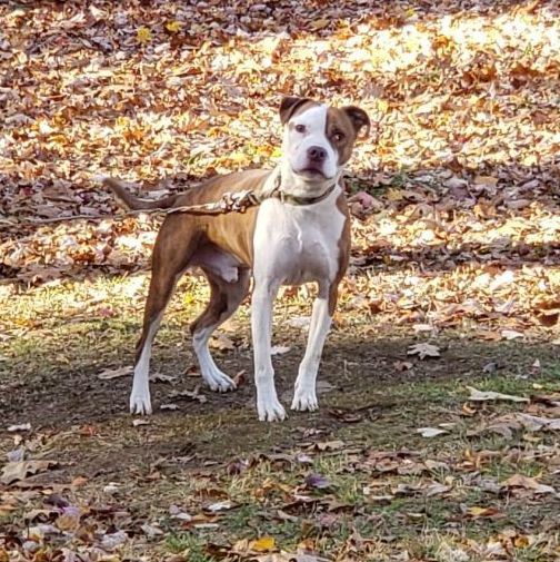 Locke, an adoptable Terrier, American Staffordshire Terrier in Monroe, CT, 06468 | Photo Image 1