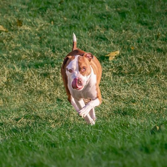Locke, an adoptable Terrier, American Staffordshire Terrier in Monroe, CT, 06468 | Photo Image 4