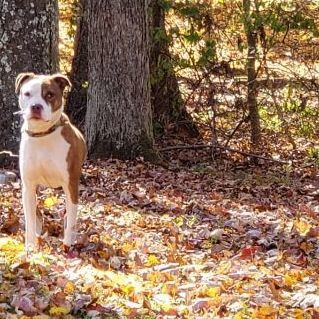Locke, an adoptable Terrier, American Staffordshire Terrier in Monroe, CT, 06468 | Photo Image 5