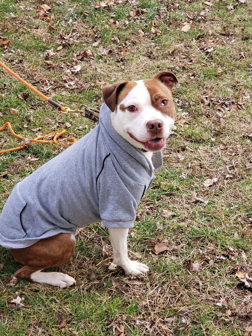 Locke, an adoptable Terrier, American Staffordshire Terrier in Milford, CT, 06460 | Photo Image 6