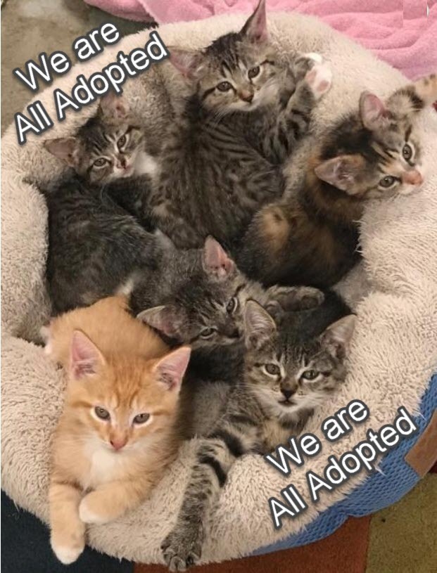 Cat For Adoption Kittens Kittens A Domestic Short Hair In Springfield Or Petfinder