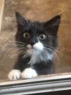 Kittens! Kittens!