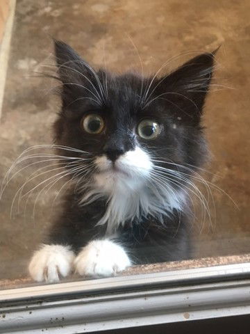 Kittens! Kittens!, an adoptable Domestic Short Hair in Springfield, OR, 97475 | Photo Image 2