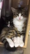 Kittens! Kittens! photo 3