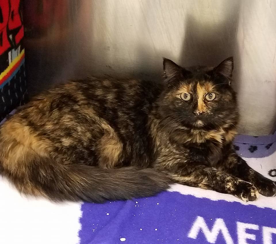 Lucille, an adoptable Domestic Medium Hair in Westfield, MA, 01085 | Photo Image 1