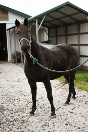 Jazz, Adult Female unknown