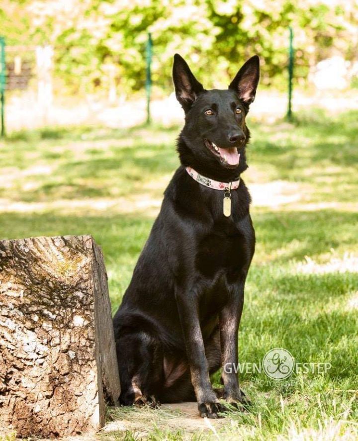 Dog For Adoption Delaney A German Shepherd Dog Mix In Dayton