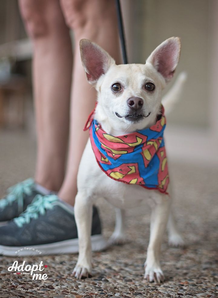 Tito, an adopted Chihuahua Mix in Kingwood, TX_image-3