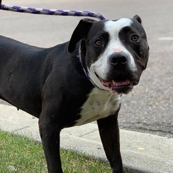 AMOUR- Needs a foster/forever home!, an adoptable Terrier in Birmingham, MI, 48012 | Photo Image 1