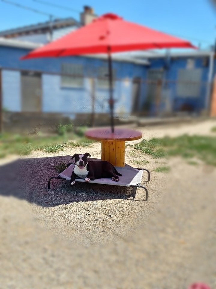 AMOUR- NEEDS A FOSTER/FOREVER HOME!!, an adoptable Terrier in Birmingham, MI, 48012 | Photo Image 1