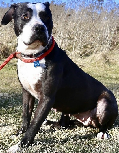 AMOUR- NEEDS A FOSTER/FOREVER HOME!!, an adoptable Terrier in Birmingham, MI, 48012 | Photo Image 1