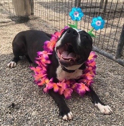 AMOUR- Needs a foster/forever home!, an adoptable Terrier in Birmingham, MI, 48012 | Photo Image 6