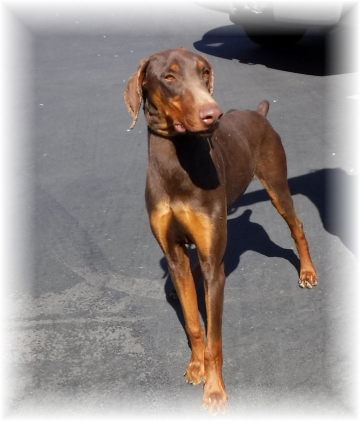 Dog for adoption - Jack, a Doberman Pinscher in Las Vegas, NV | Petfinder