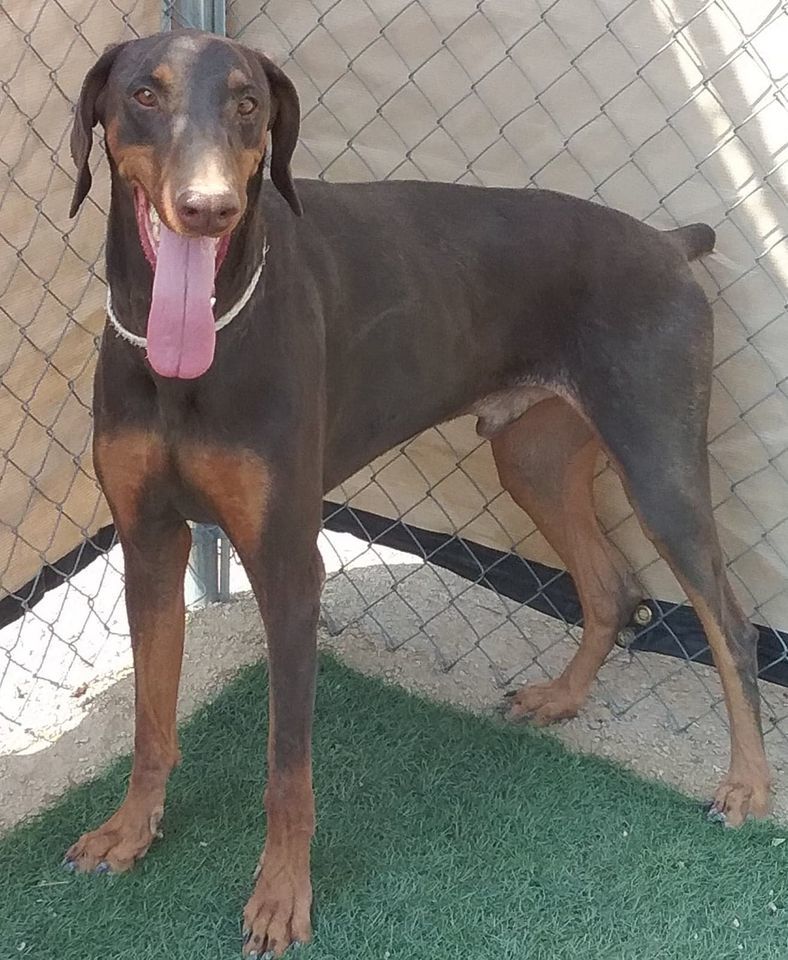 Jack, an adoptable Doberman Pinscher in Las Vegas, NV, 89136 | Photo Image 1