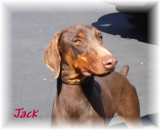 Jack, an adoptable Doberman Pinscher in Las Vegas, NV, 89136 | Photo Image 6
