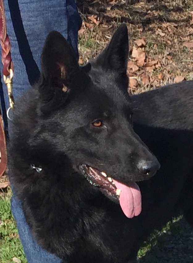 ARTIE, an adoptable Shepherd in Woodland, CA | Photo Image 1
