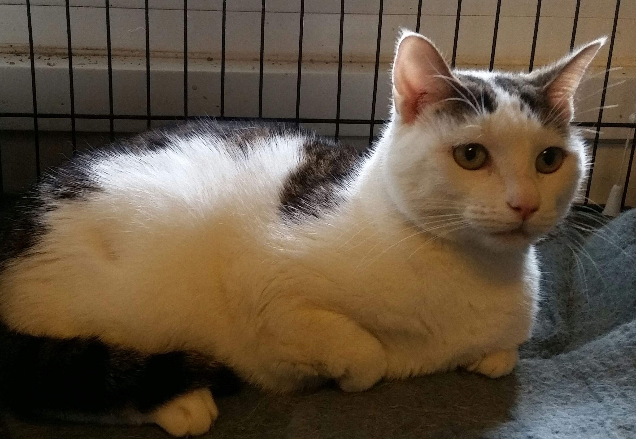 TUFFY, an adoptable Domestic Short Hair in Sardinia, OH, 45171 | Photo Image 5