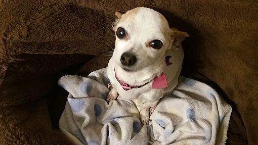 Lucy, an adoptable Chihuahua in Sun Valley, CA, 91352 | Photo Image 1