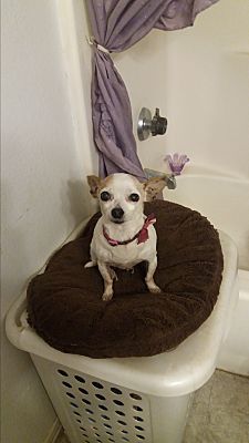 Lucy, an adoptable Chihuahua in Sun Valley, CA, 91352 | Photo Image 2