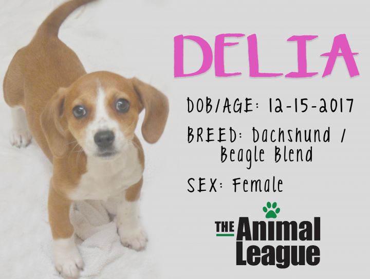 Delia 5