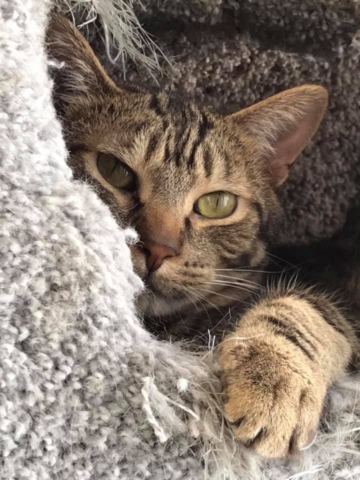 Cat For Adoption Springsteen A Domestic Short Hair Tabby Mix