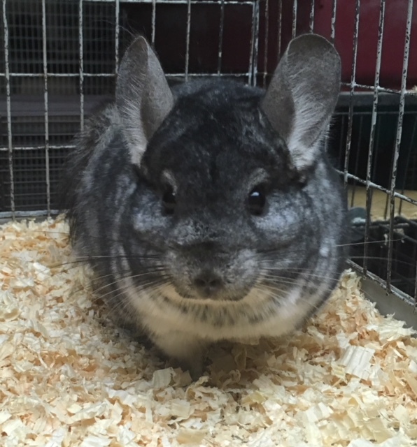 7 Year Old Standard Grey Male Chinchilla detail page
