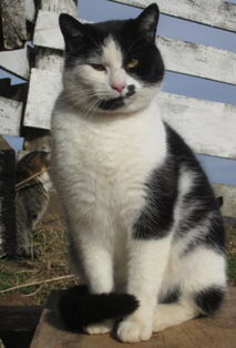 Peter, an adoptable Domestic Short Hair in Sistersville, WV, 26175 | Photo Image 2