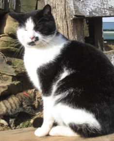 Peter, an adoptable Domestic Short Hair in Sistersville, WV, 26175 | Photo Image 3