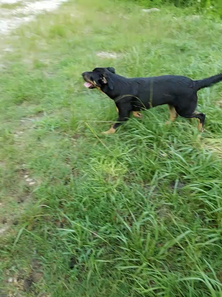 Nellie 4