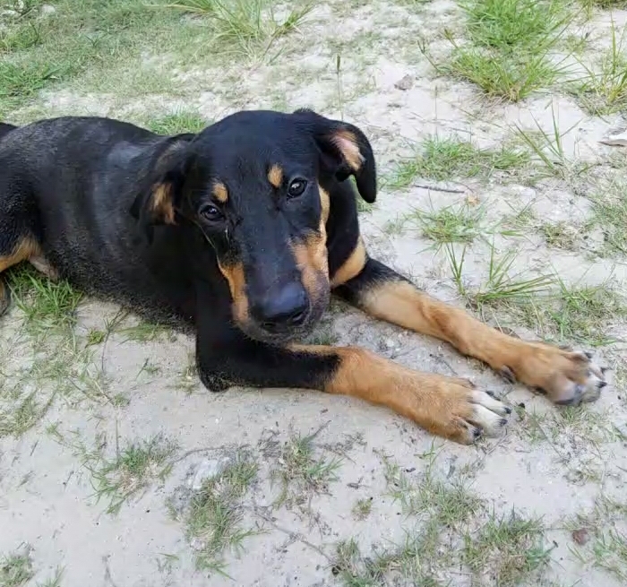 Niles, an adoptable Hound, Australian Shepherd in Plantersville, TX, 77363 | Photo Image 3