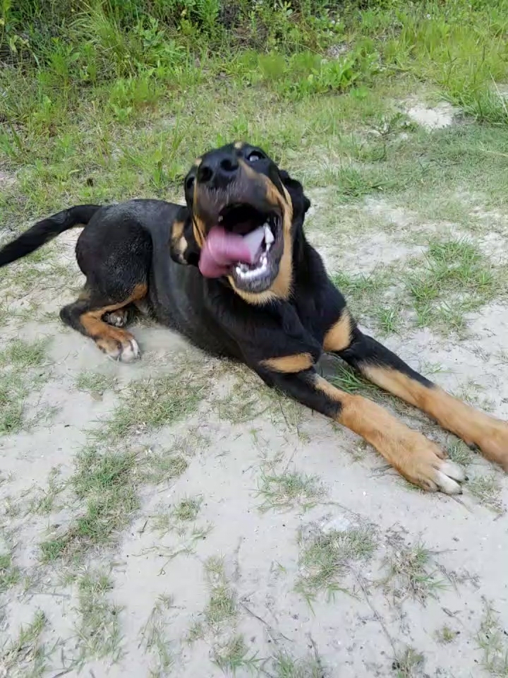 Niles, an adoptable Hound, Australian Shepherd in Plantersville, TX, 77363 | Photo Image 1