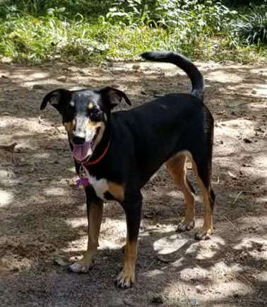 Numi, an adoptable Hound, Australian Shepherd in Plantersville, TX, 77363 | Photo Image 1