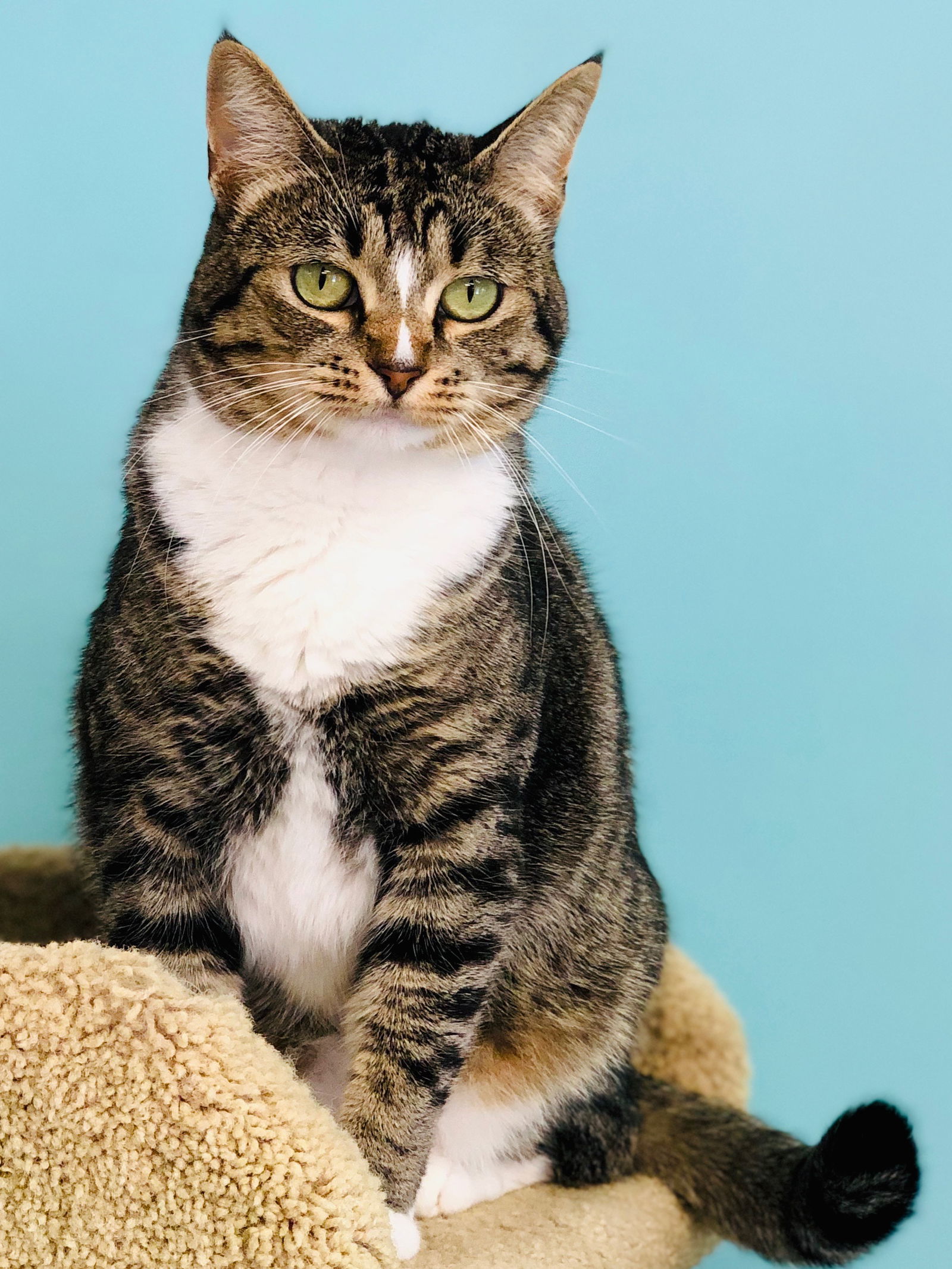 Twinkle, an adoptable Domestic Short Hair in Seal Beach, CA, 90740 | Photo Image 1