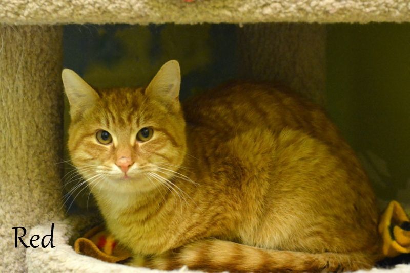 Red, an adoptable Tabby in Carneys Point, NJ, 08069 | Photo Image 2