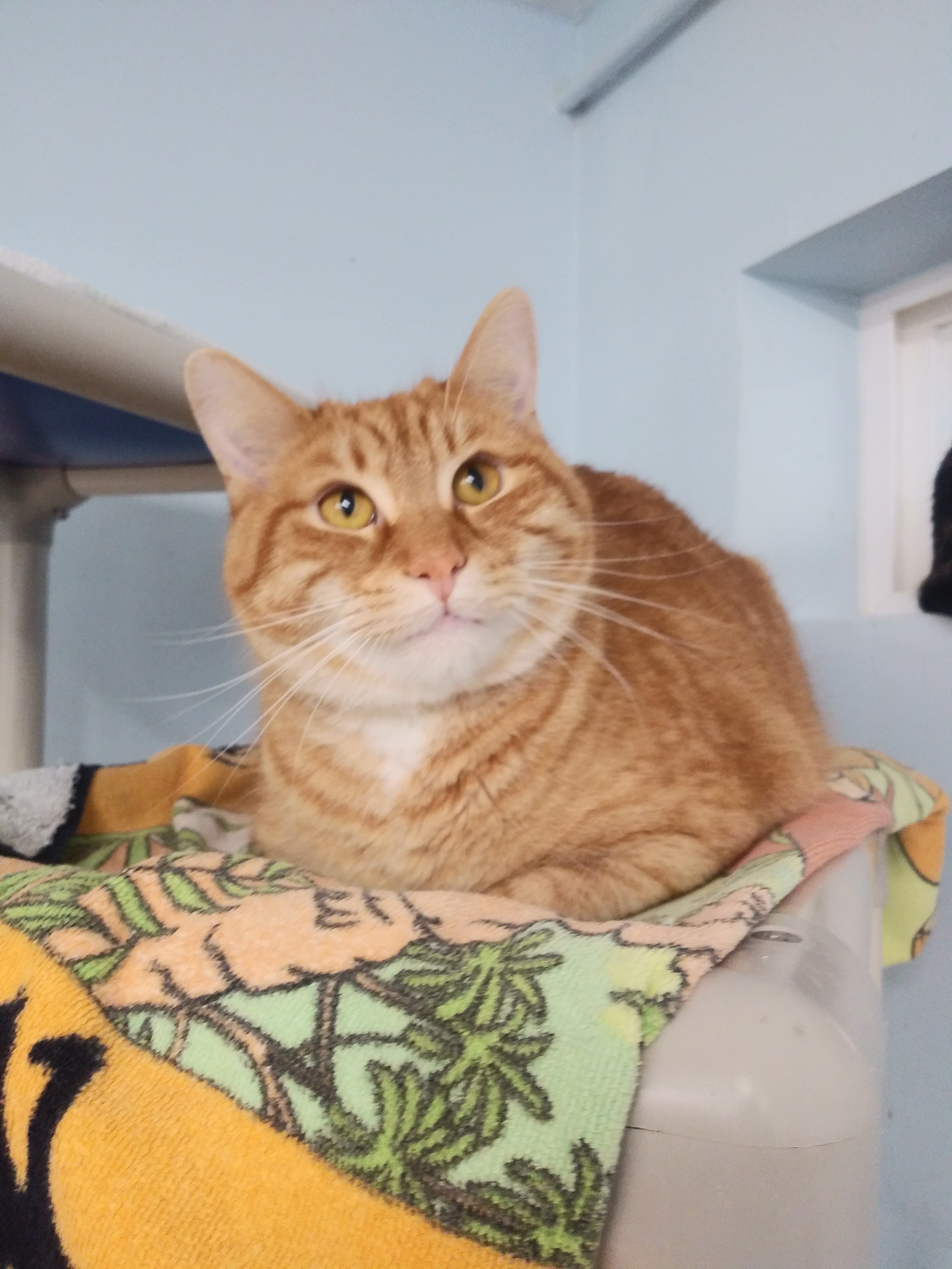 Red, an adoptable Tabby in Carneys Point, NJ, 08069 | Photo Image 3