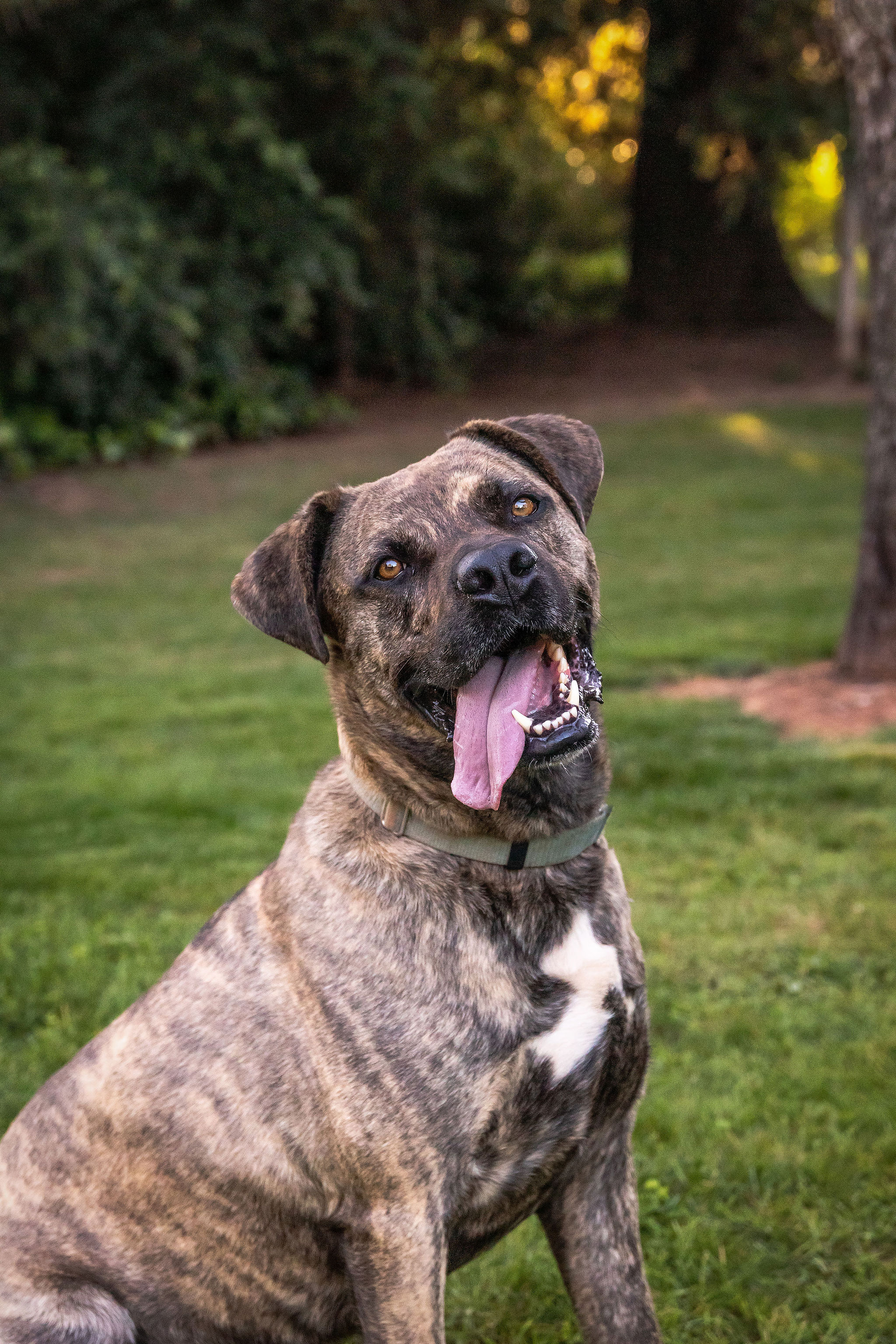 Prince, an adoptable Dutch Shepherd, Labrador Retriever in Auburn, CA, 95603 | Photo Image 1