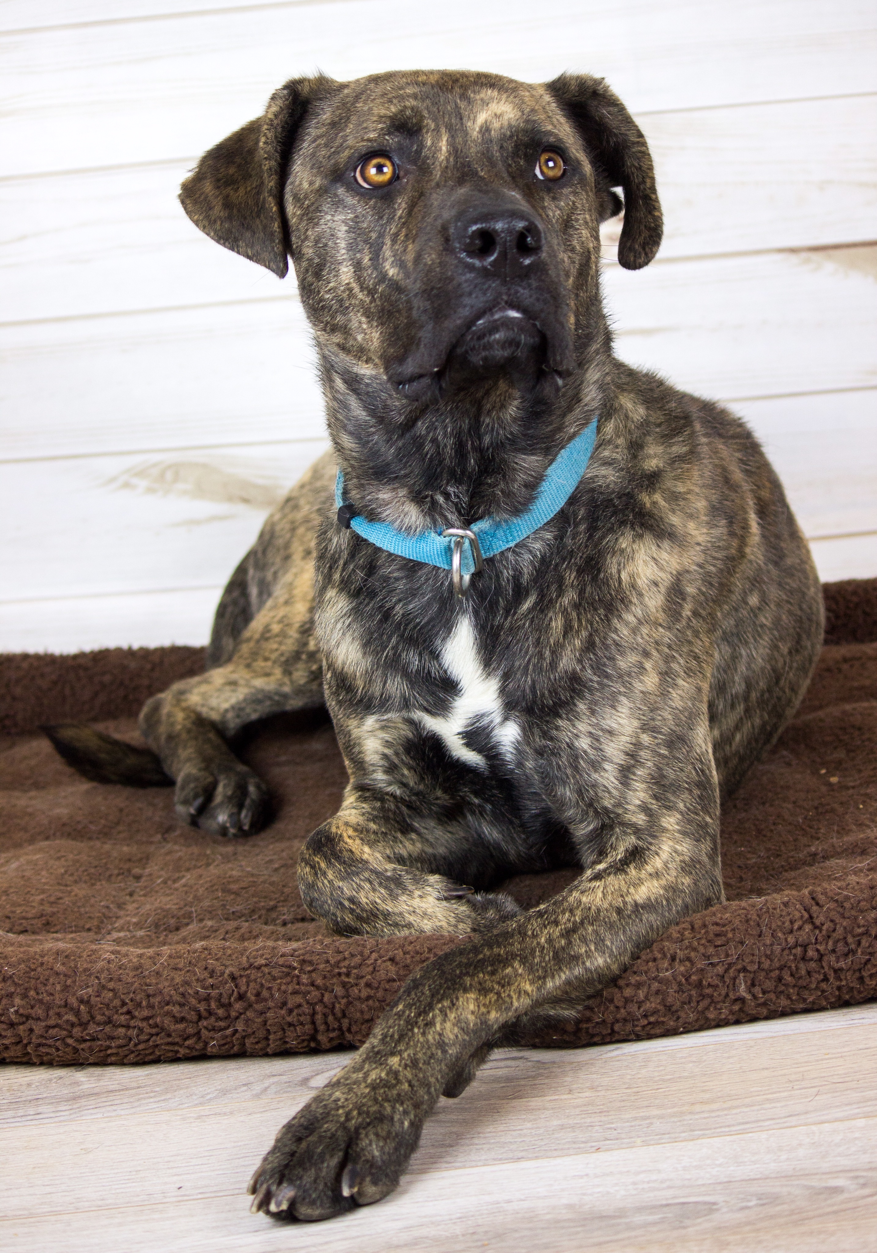 Prince, an adoptable Dutch Shepherd, Labrador Retriever in Auburn, CA, 95603 | Photo Image 2