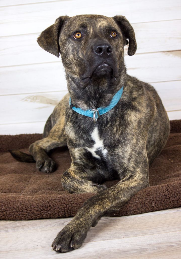 Brindle lab deals shepherd mix