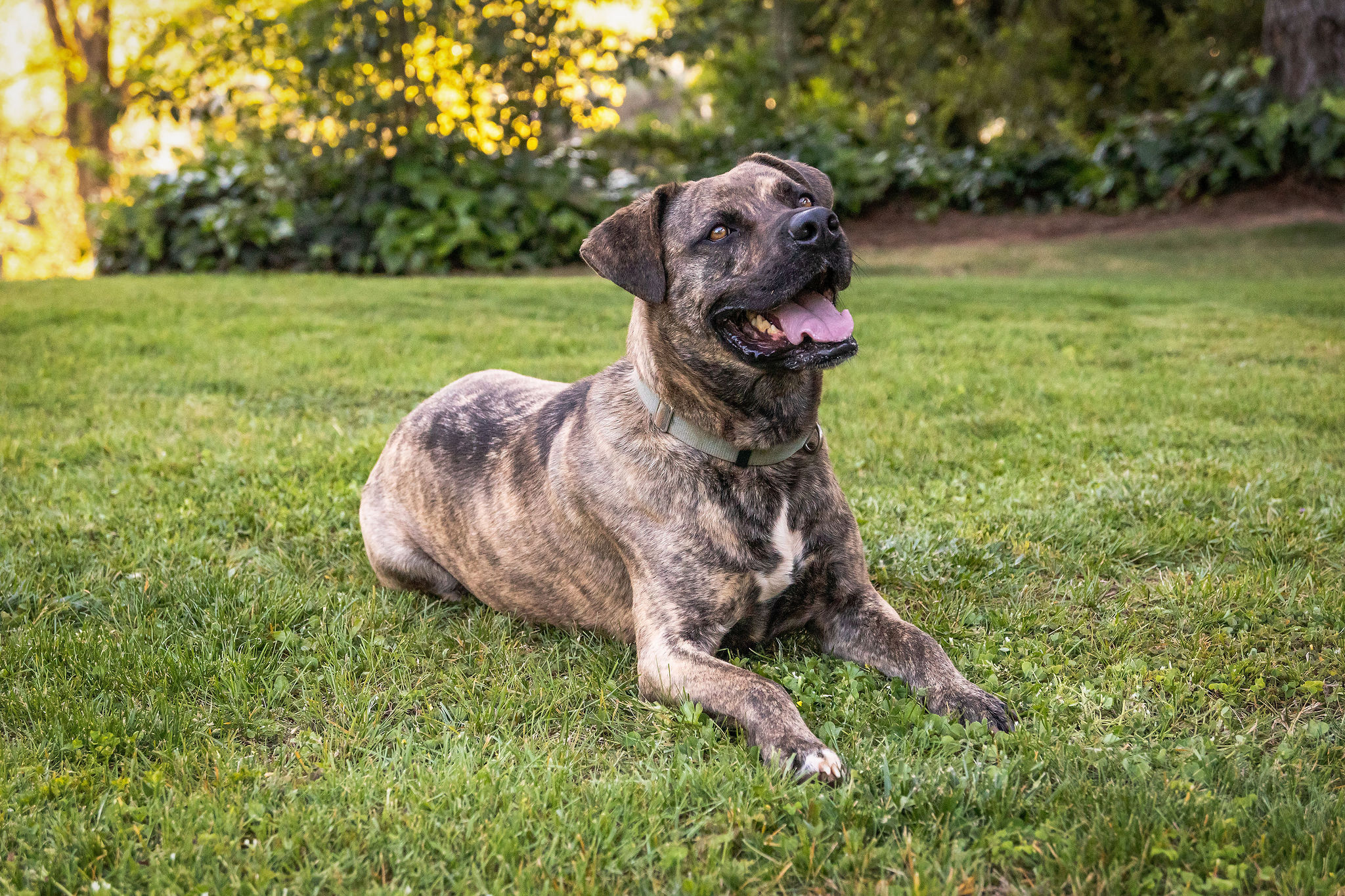 Prince, an adoptable Dutch Shepherd, Labrador Retriever in Auburn, CA, 95603 | Photo Image 3