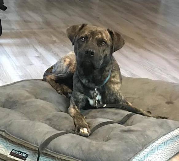 Prince, an adoptable Dutch Shepherd, Labrador Retriever in Auburn, CA, 95603 | Photo Image 4