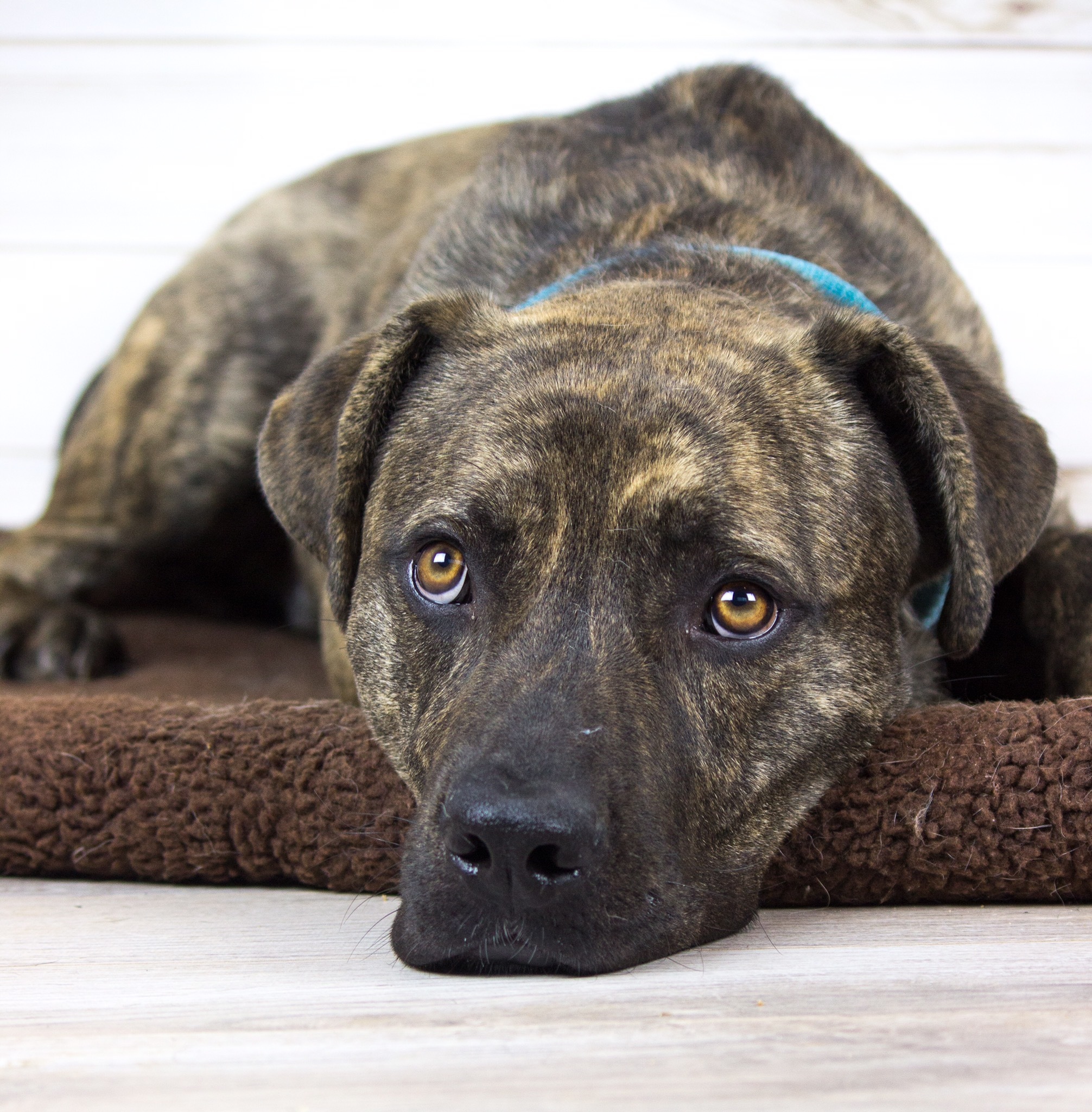 Prince, an adoptable Dutch Shepherd, Labrador Retriever in Auburn, CA, 95603 | Photo Image 5