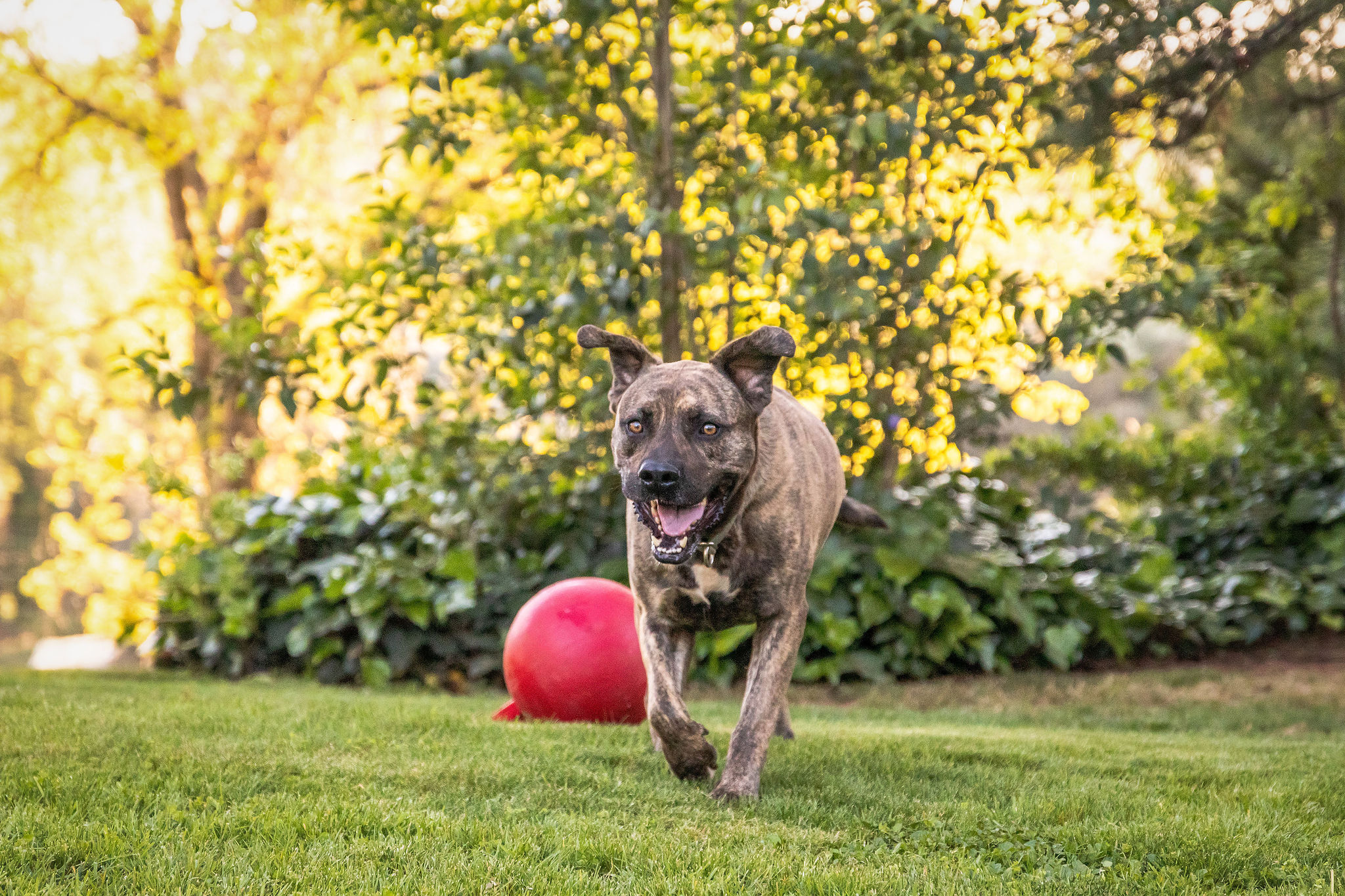 Prince, an adoptable Dutch Shepherd, Labrador Retriever in Auburn, CA, 95603 | Photo Image 6