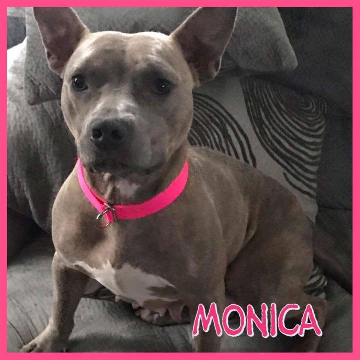 Monica 4