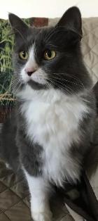 Morgan