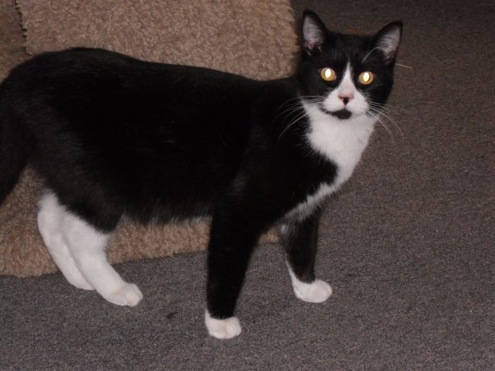 Cat For Adoption Munchkin A Fine Tuxedo Cat A Domestic Short