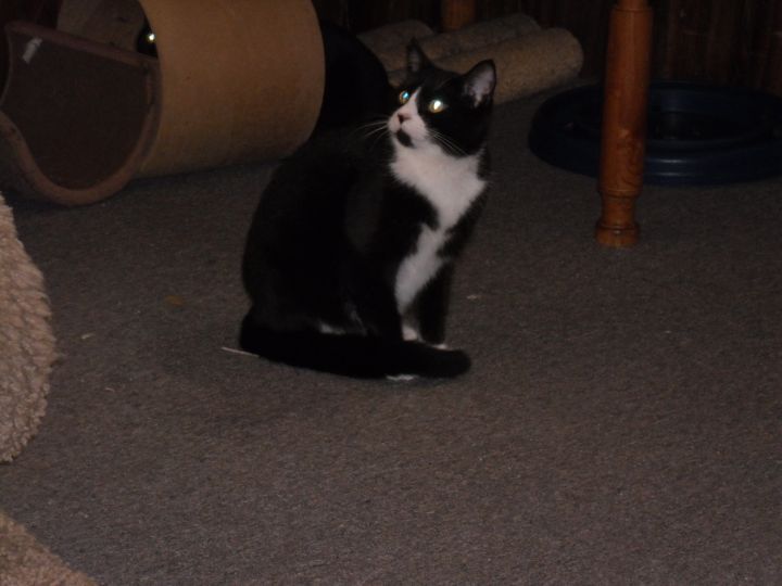 Cat For Adoption Munchkin A Fine Tuxedo Cat A Domestic Short